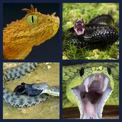 4 images 1 mot niveau 1640