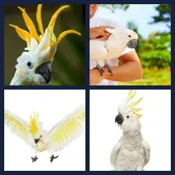 4 images 1 mot niveau 1655