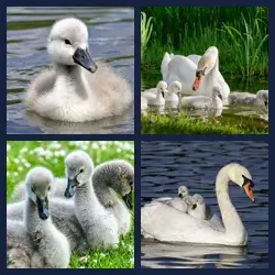 4 images 1 mot niveau 1671