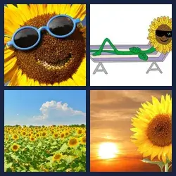 4 images 1 mot niveau 1691