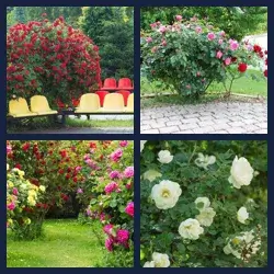 4 images 1 mot niveau 1734