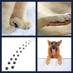 4 images 1 mot niveau 1747