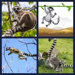 4 images 1 mot niveau 1763