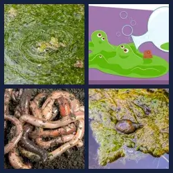 4 images 1 mot niveau 1764