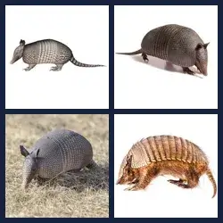 4 images 1 mot niveau 1794