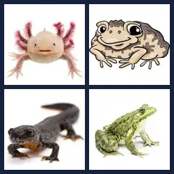 4 images 1 mot niveau 1798