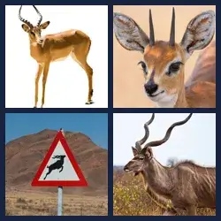 4 images 1 mot niveau 1822