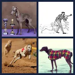 4 images 1 mot niveau 1836