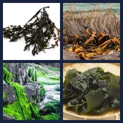 4 images 1 mot niveau 185