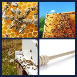 4 images 1 mot niveau 220