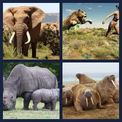 4 images 1 mot niveau 266