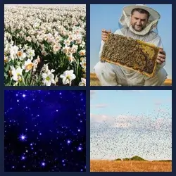 4 images 1 mot niveau 289