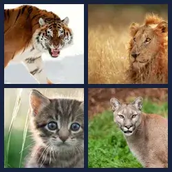 4 images 1 mot niveau 308