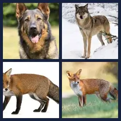 4 images 1 mot niveau 333