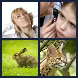 4 images 1 mot niveau 426