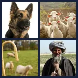 4 images 1 mot niveau 437