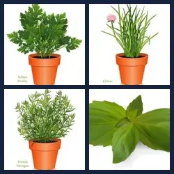 4 images 1 mot niveau 461