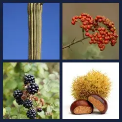 4 images 1 mot niveau 476