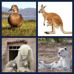 4 images 1 mot niveau 551