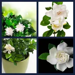 4 images 1 mot niveau 553