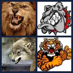 4 images 1 mot niveau 562