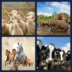 4 images 1 mot niveau 567