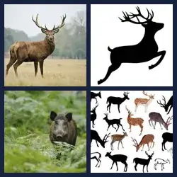 4 images 1 mot niveau 596