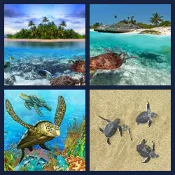 4 images 1 mot niveau 598