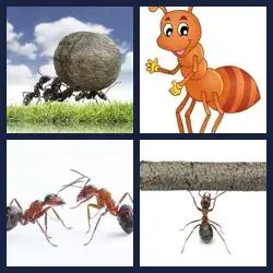 4 images 1 mot niveau 610