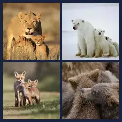 4 images 1 mot niveau 624