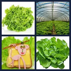 4 images 1 mot niveau 709