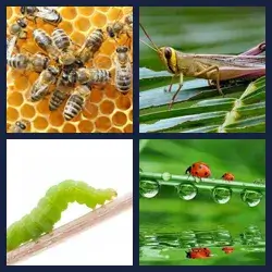 4 images 1 mot niveau 806