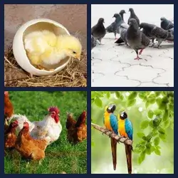 4 images 1 mot niveau 829