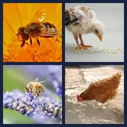 4 images 1 mot niveau 865