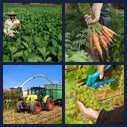 4 images 1 mot niveau 903