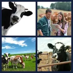 4 images 1 mot niveau 949