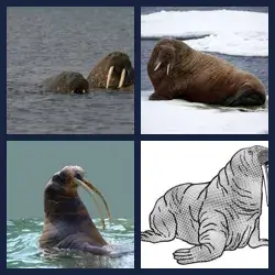 4 images 1 mot niveau 963