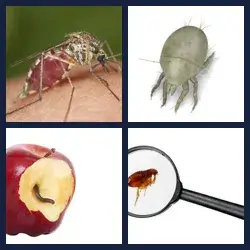 4 images 1 mot niveau 970