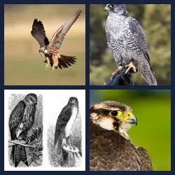 4 images 1 mot niveau 972