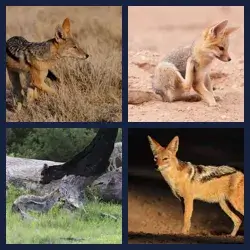 4 images 1 mot niveau 976