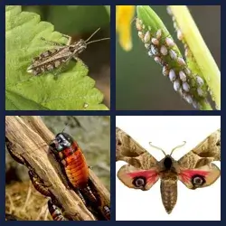 4 images 1 mot niveau 978