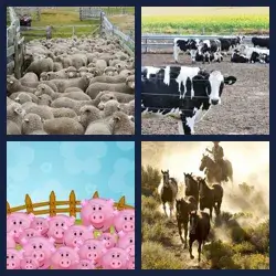 4 images 1 mot niveau 985