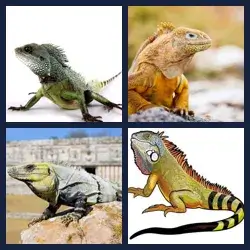 4 images 1 mot niveau 988