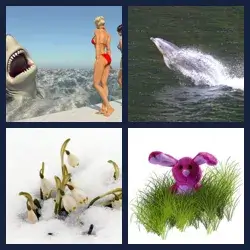 4 images 1 mot niveau 2137