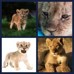 4 images 1 mot niveau 2181