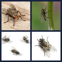 4 images 1 mot niveau 2189