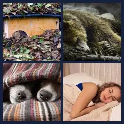 4 images 1 mot niveau 2229