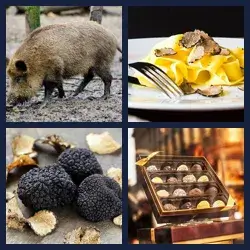 4 images 1 mot niveau 2232