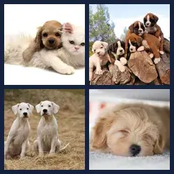 4 images 1 mot niveau 2338